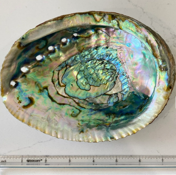 Abalone Shell Smudge Bowls